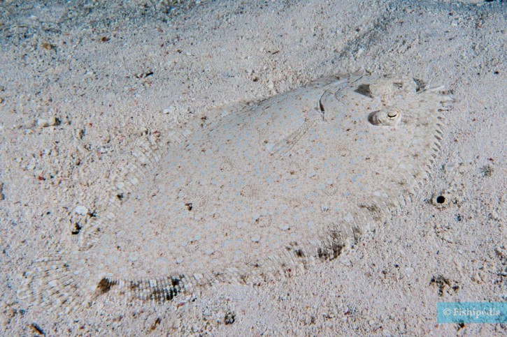 Bothus pantherinus