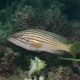 picture of Epinephelus costae