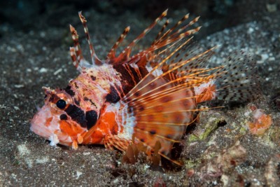 Pterois paucispinula Scorpaenidae