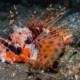 picture of Pterois paucispinula