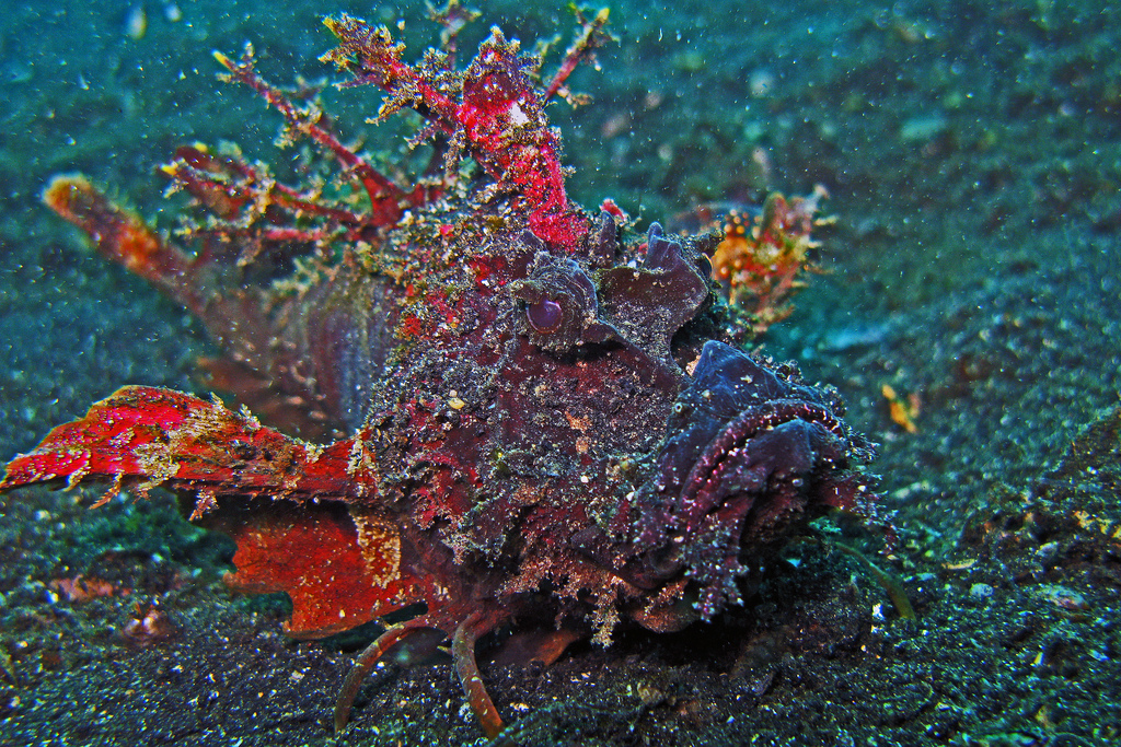 Inimicus didactylus