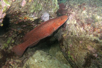 tordo marvizzo Labridae