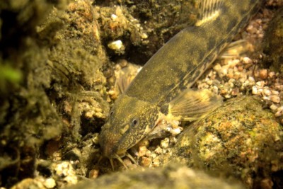 Barbatula barbatula Nemacheilidae