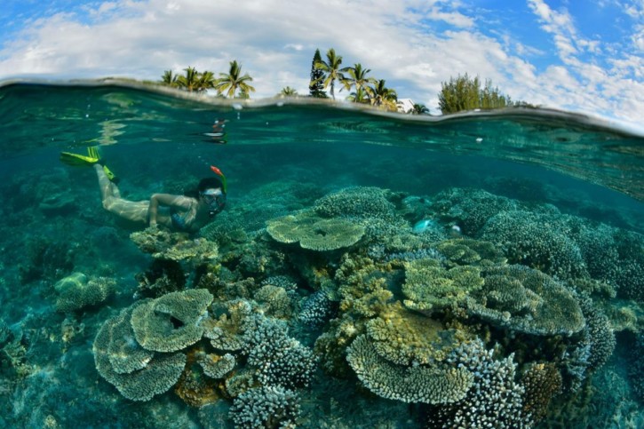 Snorkeling : Les poissons à observer à la Réunion