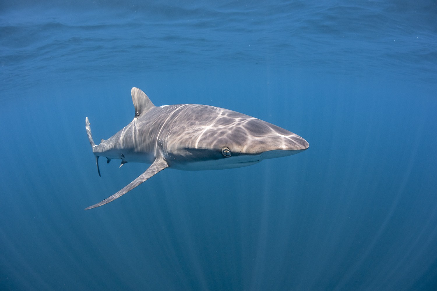 Carcharhinus falciformis
