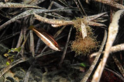 Symphodus doderleini Labridae
