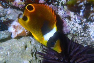 pesce farfalla procione indo-pacifico Chaetodontidae