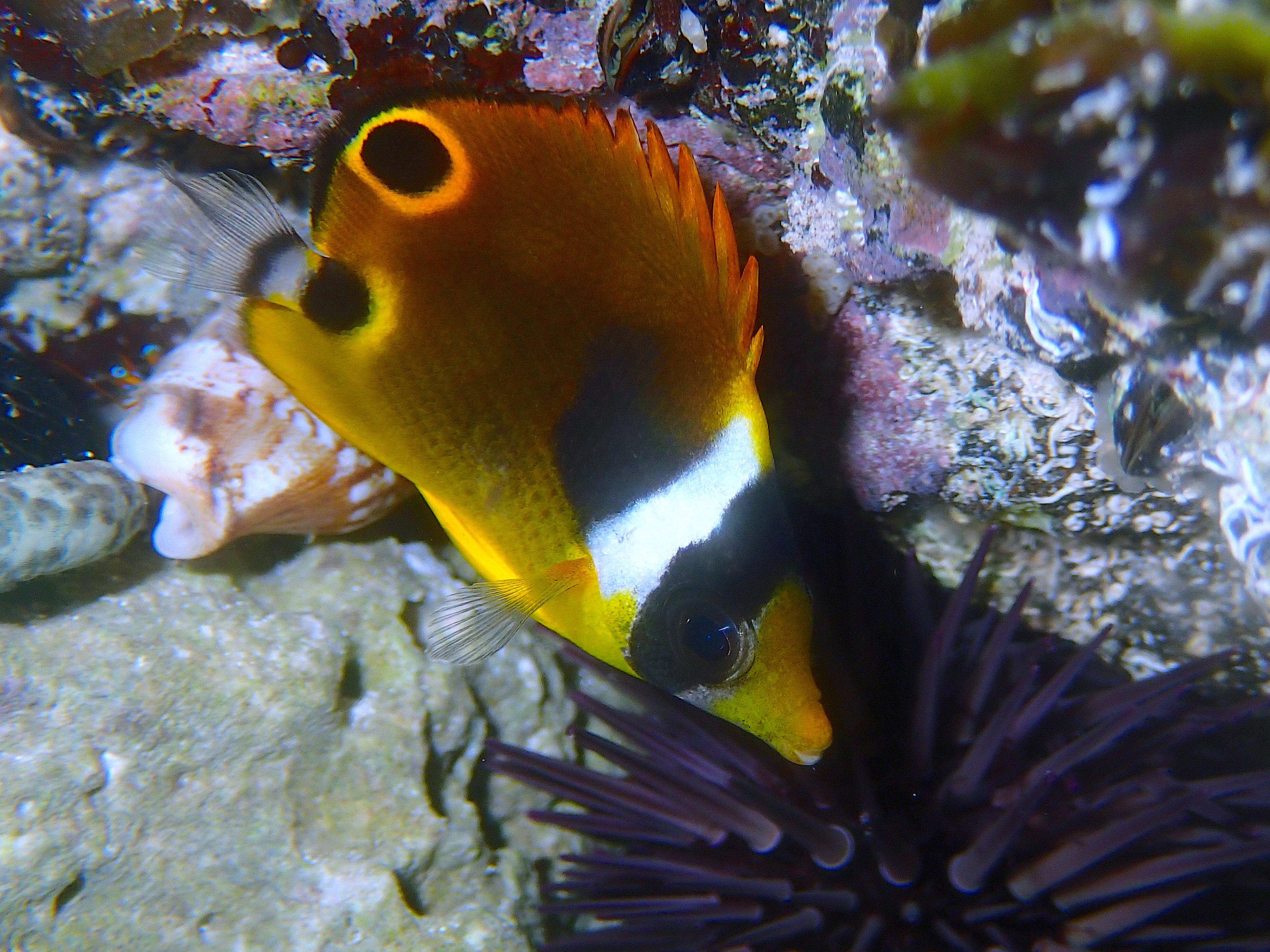 Chaetodon lunula