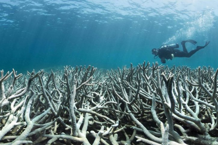 Crèmes solaires, la menace invisible qui détruit la biodiversité aquatique