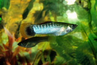 molly Poeciliidae