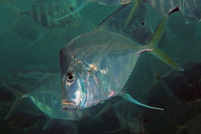 Selene vomer Carangidae