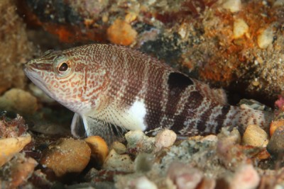 Serranus subligarius Serranidae