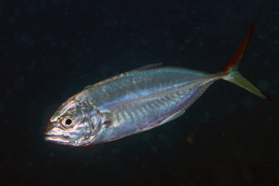 Caranx crysos Carangidae