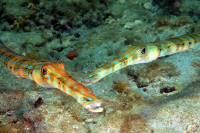 Fistularia tabacaria Fistulariidae