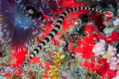 Dunckerocampus dactyliophorus Syngnathidae