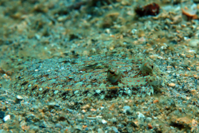 Bothus ocellatus Bothidae