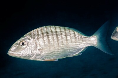 mormora Sparidae