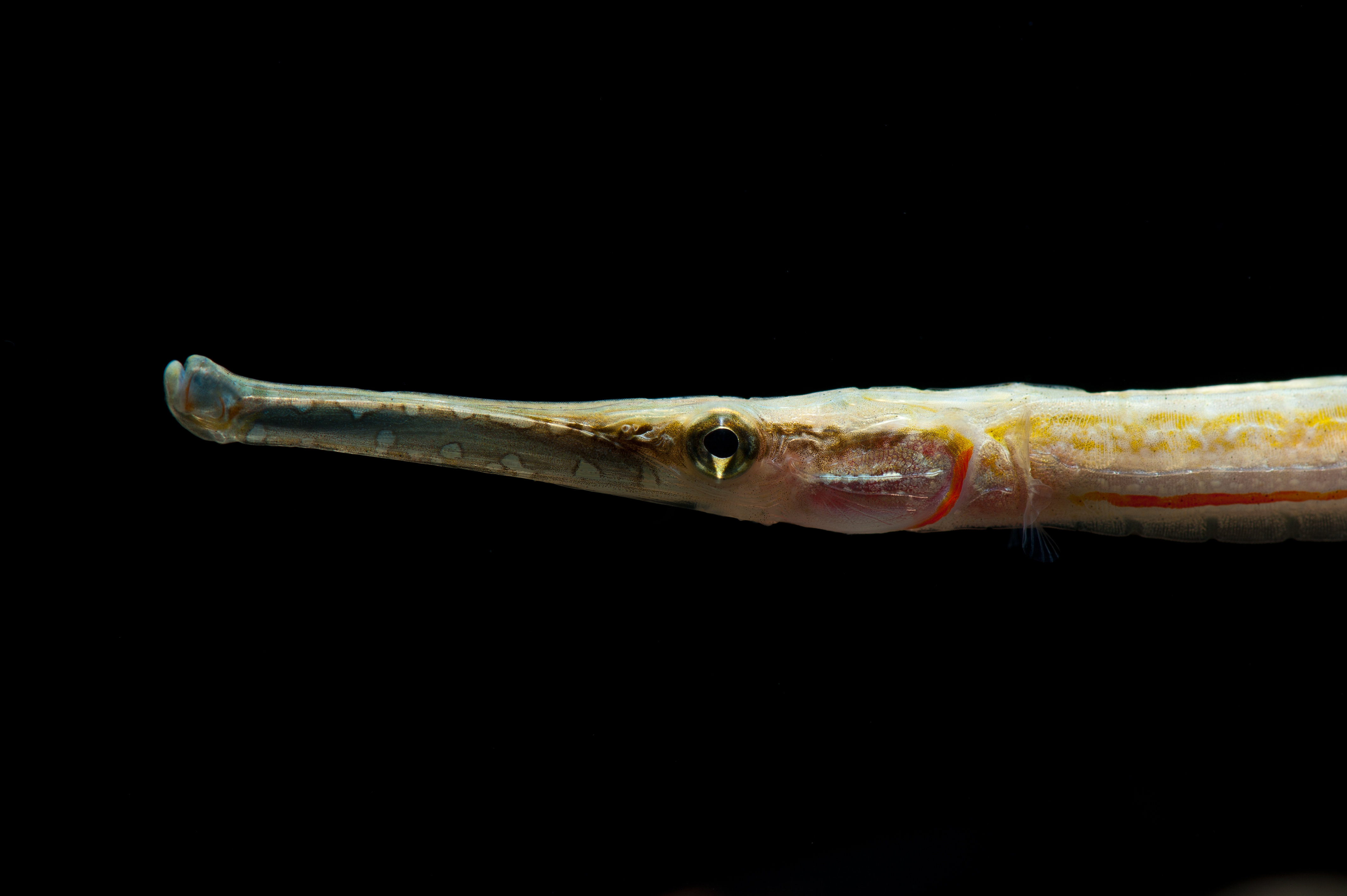 Microphis