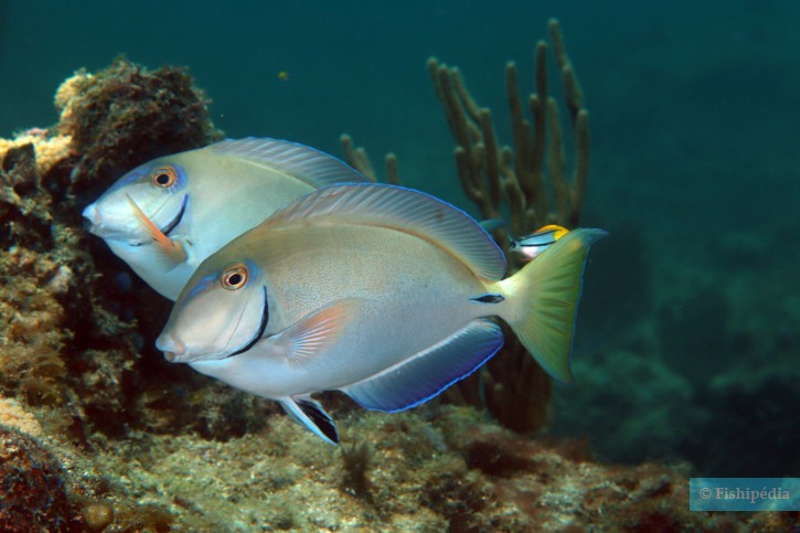 Acanthurus bahianus