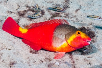 pesce pappagallo mediterraneo Scaridae