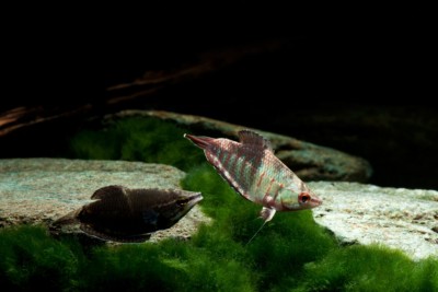 Sphaerichthys vaillanti Osphronemidae
