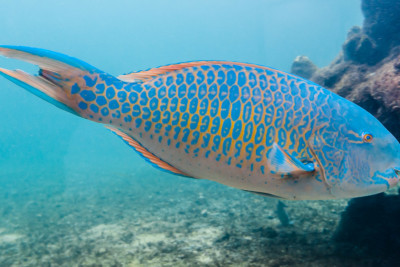 pesce pappagallo a bande blu Scaridae