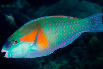 Chlorurus bowersi Scaridae