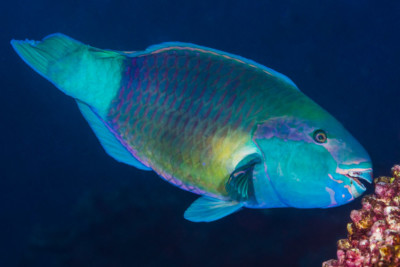Chlorurus sordidus Scaridae