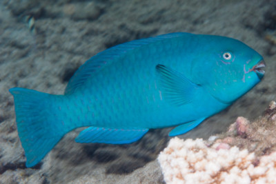 Chlorurus enneacanthus Scaridae