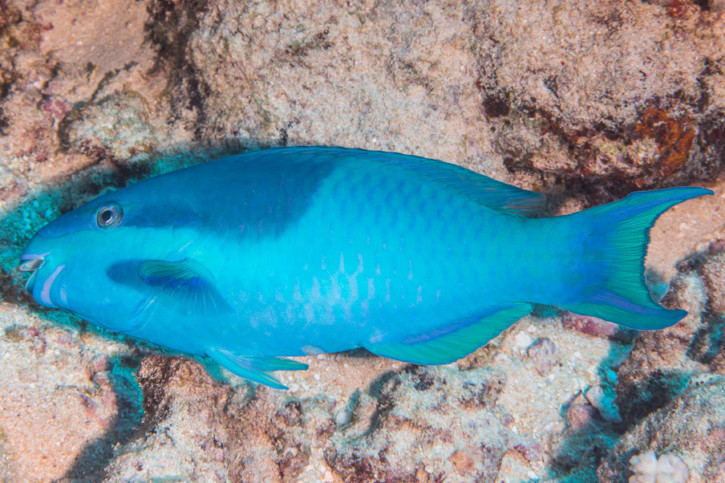 Scarus oviceps