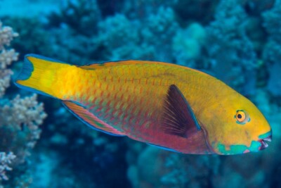 Chlorurus gibbus Scaridae