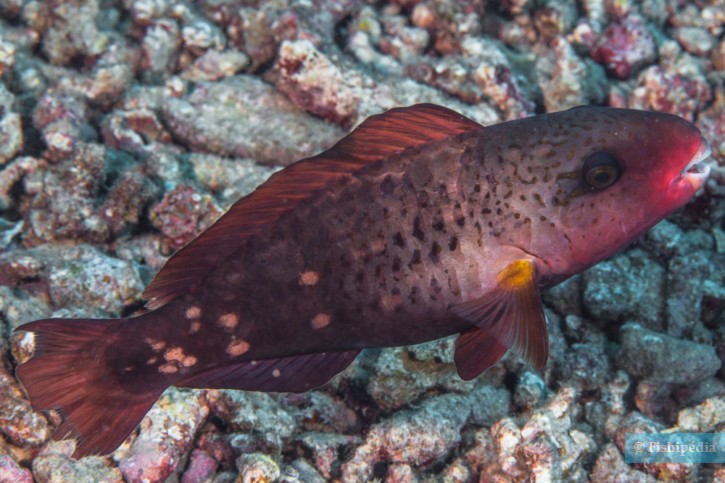 Chlorurus spilurus - pesce pappagallo margherita orientale