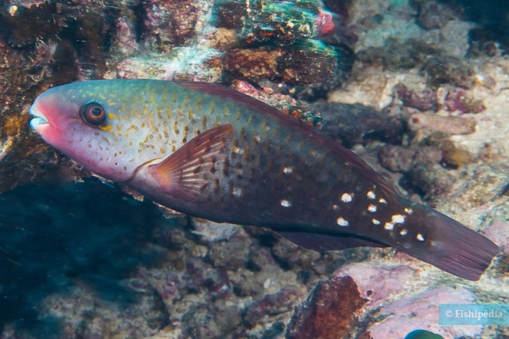Chlorurus spilurus - pesce pappagallo margherita orientale