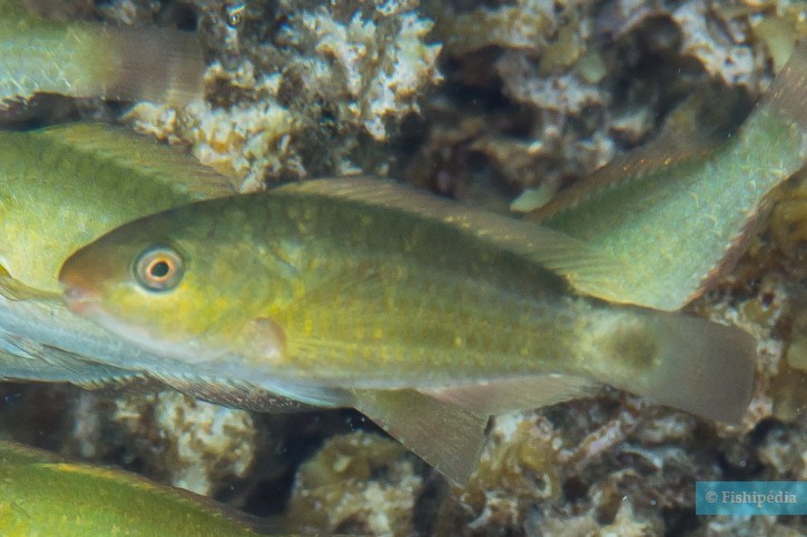 Chlorurus spilurus - pesce pappagallo margherita orientale