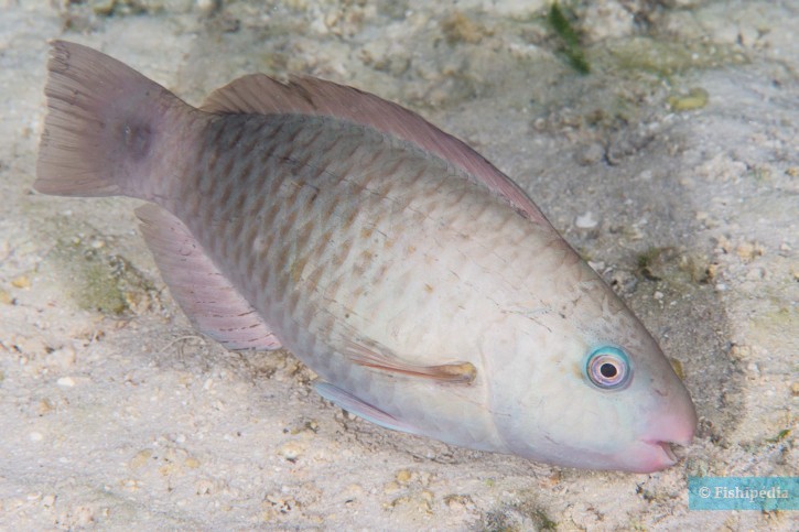 Chlorurus spilurus - pesce pappagallo margherita orientale