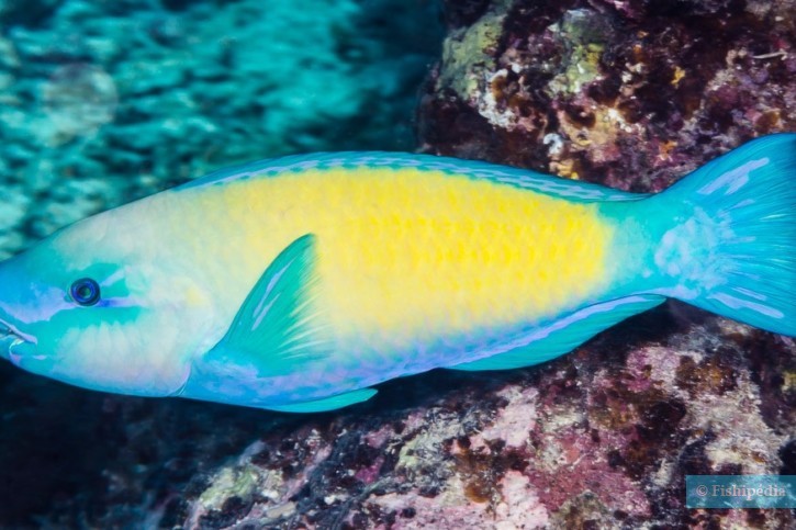 Chlorurus spilurus - pesce pappagallo margherita orientale
