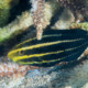 picture of Chlorurus strongylocephalus