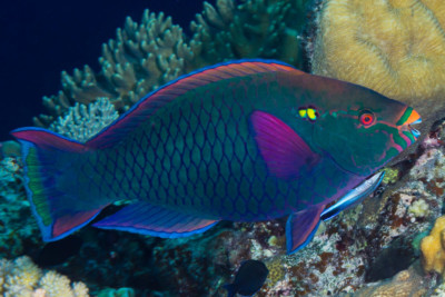 Scarus niger Scaridae