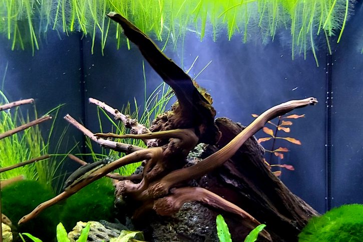 Spec2.6 Neocaridina Rili Red