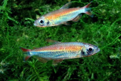 Alestopetersius brichardi Alestidae