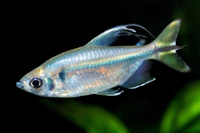 Alestopetersius caudalis Alestidae