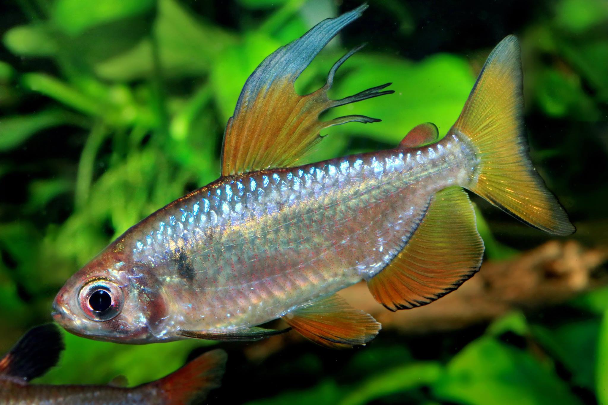 Alestopetersius nigropterus