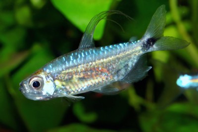 Alestopetersius smykalai Alestidae