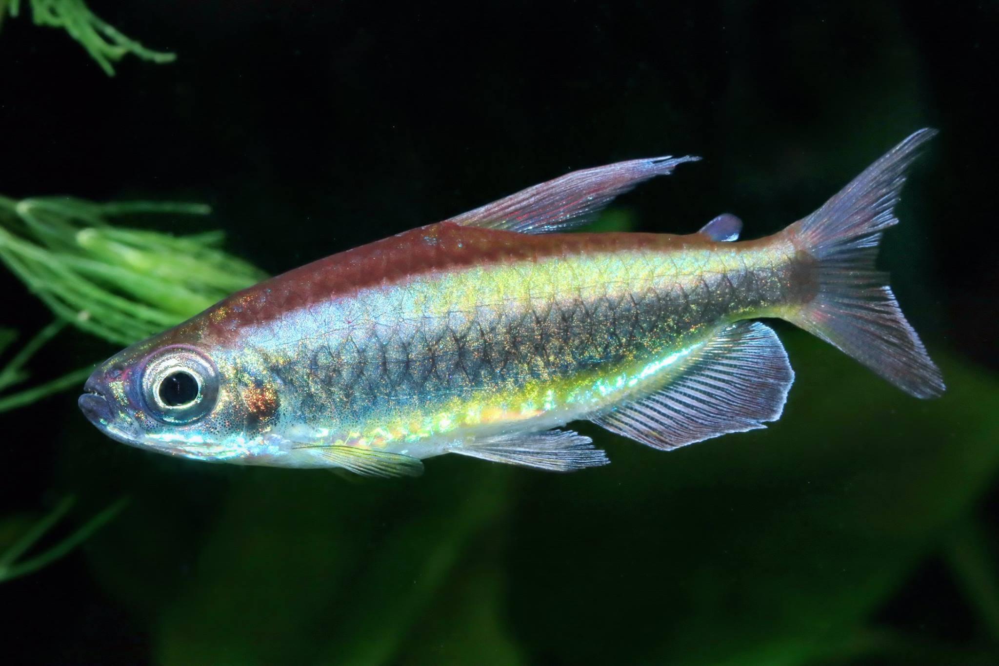 Phenacogrammus aurantiacus