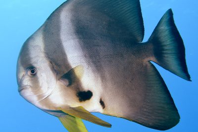 Platax teira Ephippidae