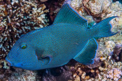 Pseudobalistes fuscus Balistidae