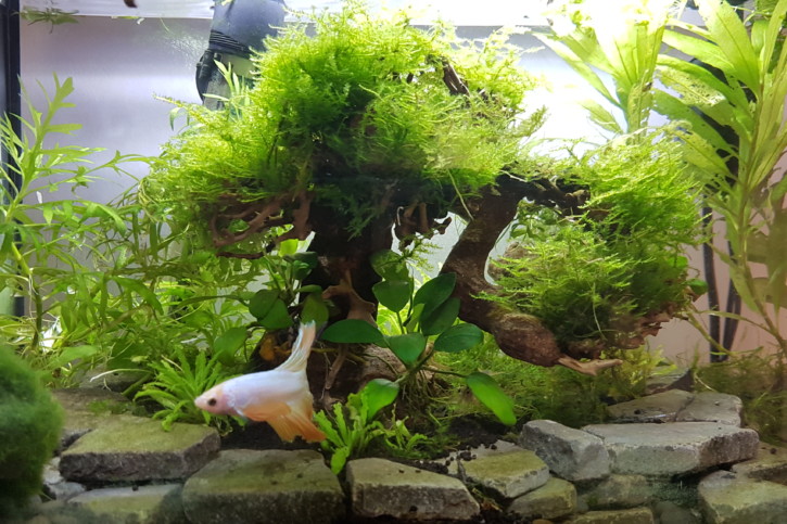 Betta Bonzaîe