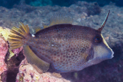 Cantherhines pardalis Monacanthidae
