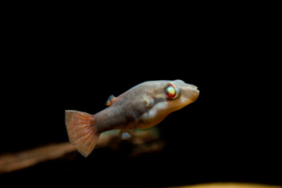 Carinotetraodon irrubesco Tetraodontidae