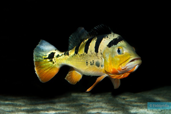 Cichla monoculus